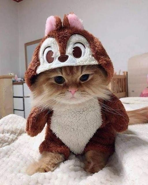 cat wearing chip costume