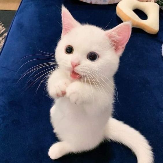 white cat with paws up credits to cat.globe on instagram